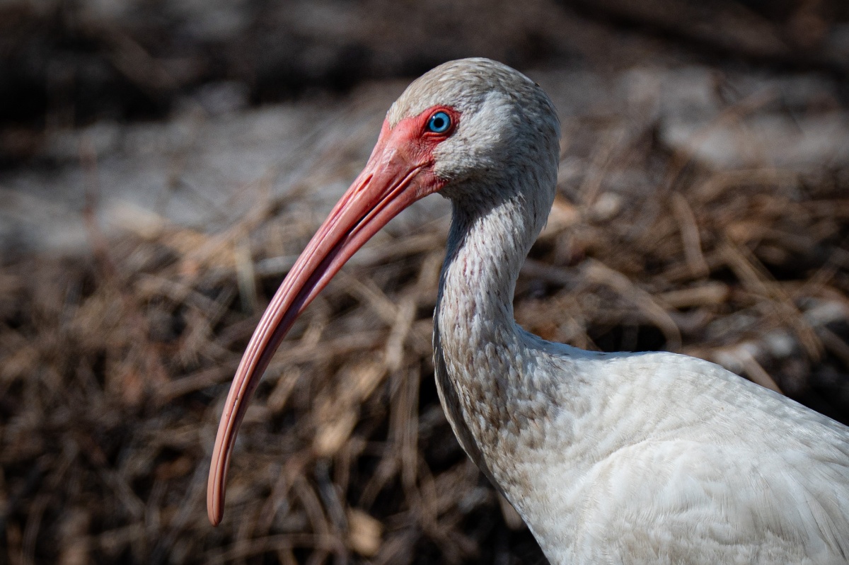 image: An egret hanging out by the trail entrance