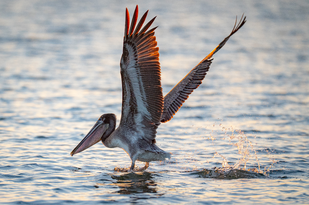 image: Coming in for a sunset snack