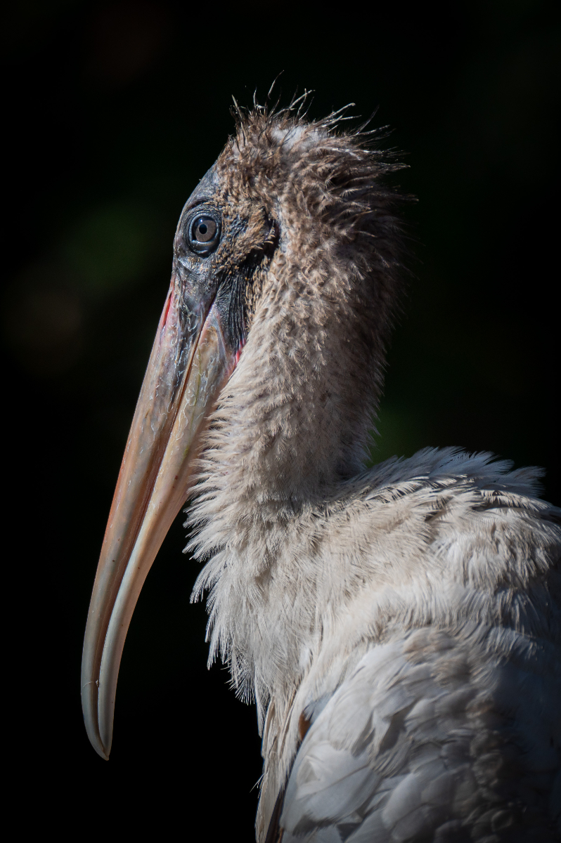 image: Native Florida bird