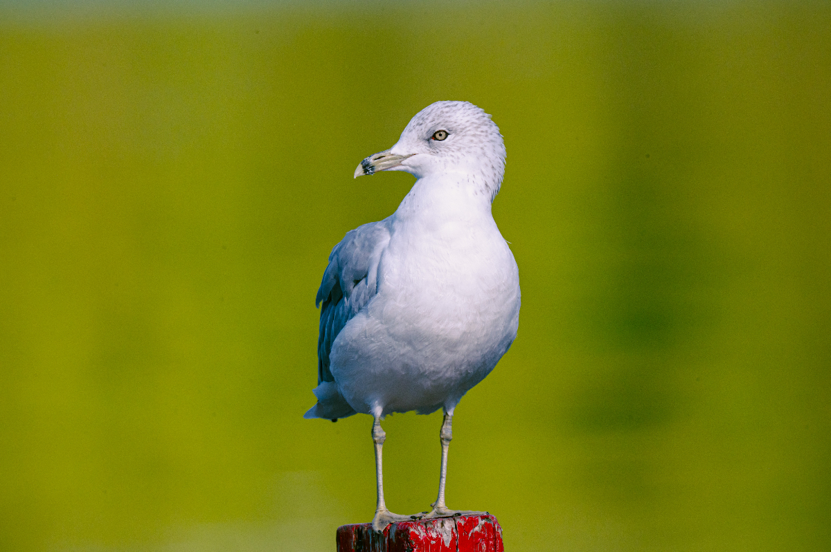 image: dockside visitor